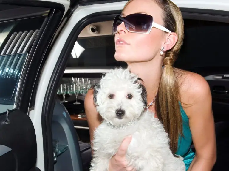 Pet Friendly Chauffeur London: Taking Your Dog in Style
